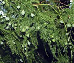 RedCrocus Fern Asparagus Plumosis Teepee Climbing Fern- Indoor & Outdoor Shade Plant, Feathery Foliage, Rapid Growth, Pollinator Attractor, Pet Warning, Container Friendly 1 Gallon Pot
