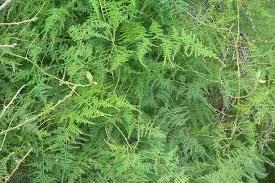 RedCrocus Fern Asparagus Plumosis Teepee Climbing Fern- Indoor & Outdoor Shade Plant, Feathery Foliage, Rapid Growth, Pollinator Attractor, Pet Warning, Container Friendly 1 Gallon Pot