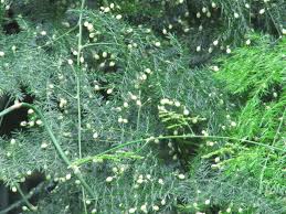 RedCrocus Fern Asparagus Plumosis Teepee Climbing Fern- Indoor & Outdoor Shade Plant, Feathery Foliage, Rapid Growth, Pollinator Attractor, Pet Warning, Container Friendly 1 Gallon Pot