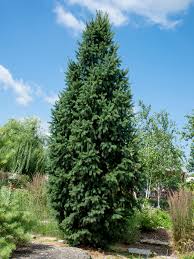 RedCrocus Picea Fastigiata Columnar Spruce Live Plant - Narrow Upright Evergreen for Entries, Small Gardens, Windbreaks, Privacy Screens  3 Gallon Nursery Pot