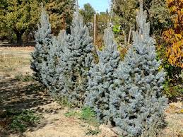 RedCrocus Picea Fastigiata Columnar Spruce Live Plant - Narrow Upright Evergreen for Entries, Small Gardens, Windbreaks, Privacy Screens  3 Gallon Nursery Pot