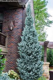 RedCrocus Picea Fastigiata Columnar Spruce Live Plant - Narrow Upright Evergreen for Entries, Small Gardens, Windbreaks, Privacy Screens  3 Gallon Nursery Pot