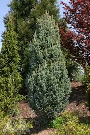 RedCrocus Picea Fastigiata Columnar Spruce Live Plant - Narrow Upright Evergreen for Entries, Small Gardens, Windbreaks, Privacy Screens  3 Gallon Nursery Pot