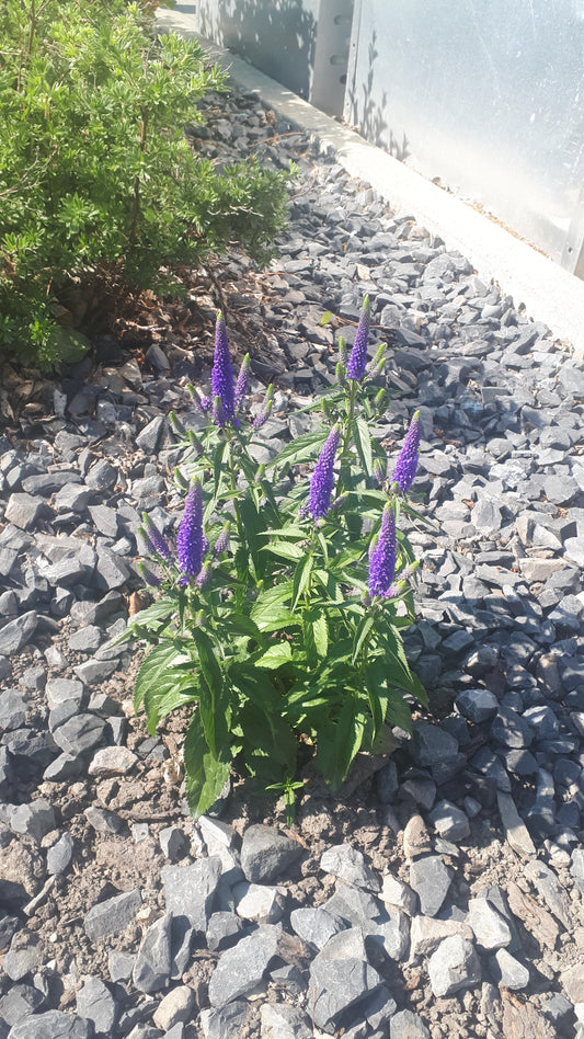 B03 Lavender Cone Cone Shape - View 10 from www redcrocus com