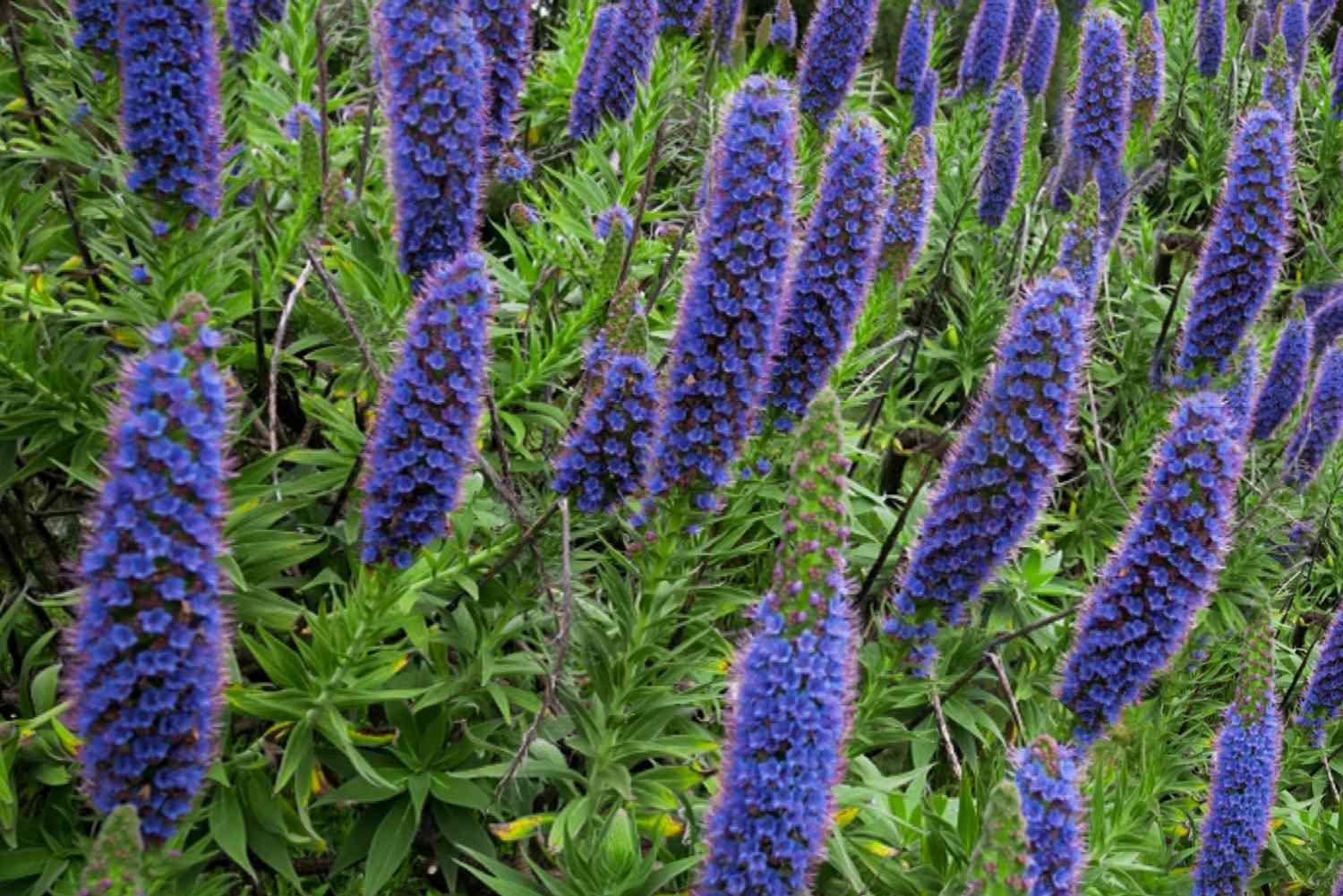 B03 Lavender Cone Cone Shape - View 13 from www redcrocus com