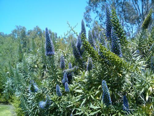 B03 Lavender Cone Cone Shape - View 17 from www redcrocus com