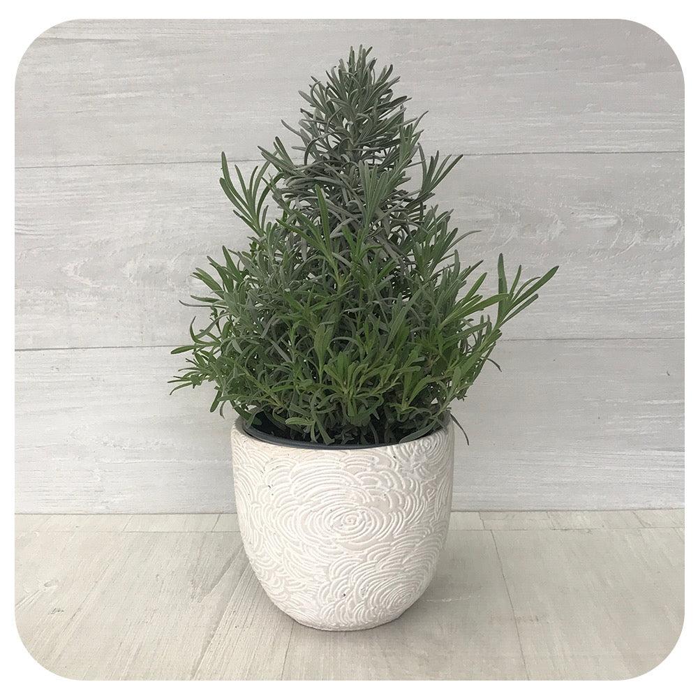 B03 Lavender Cone Cone Shape - View 20 from www redcrocus com