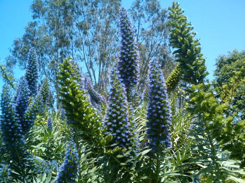 B03 Lavender Cone Cone Shape - View 23 from www redcrocus com