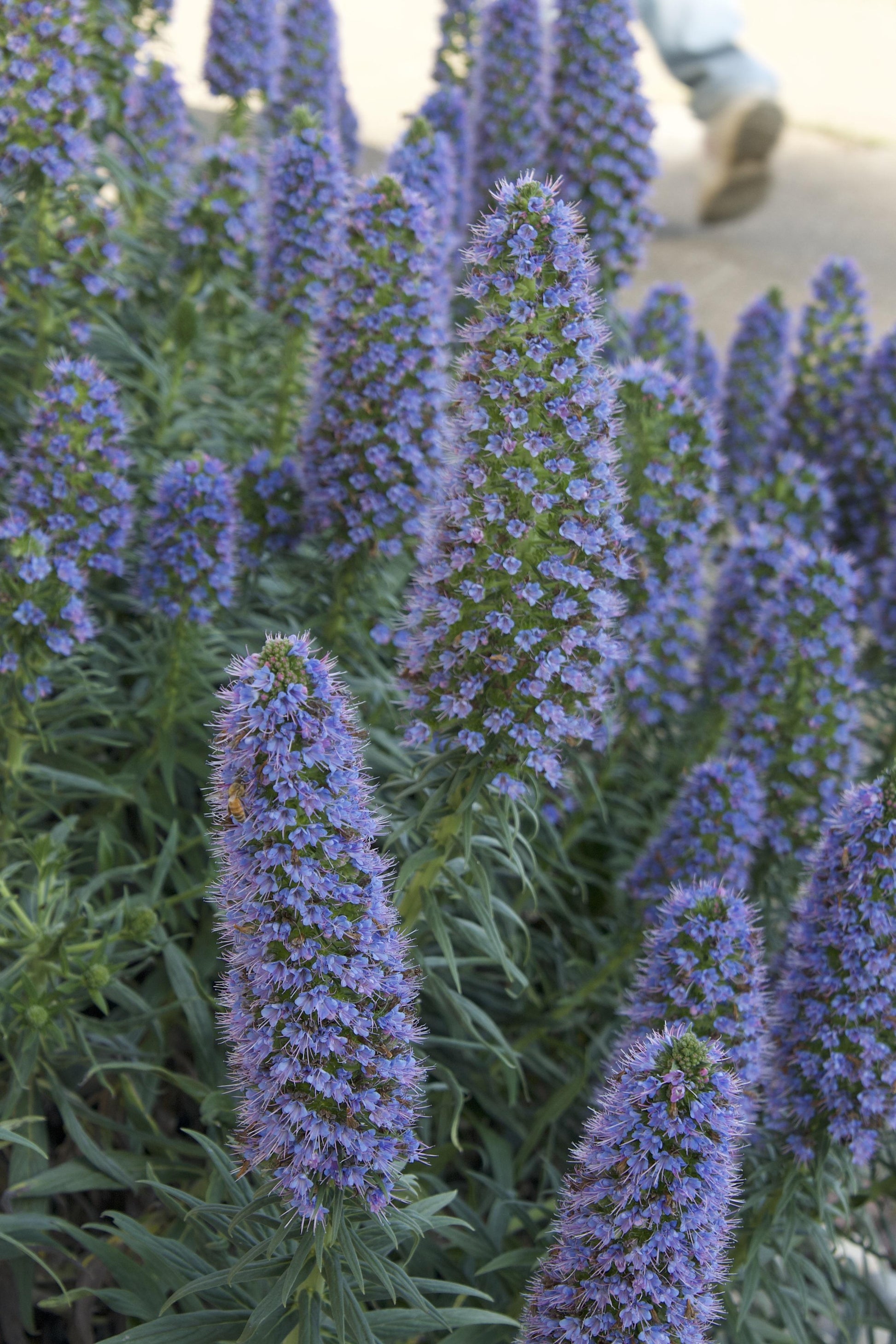 B03 Lavender Cone Cone Shape - View 2 from www redcrocus com