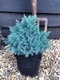 RedCrocus Blue Star Juniper - Juniperus squamata 'Blue Star' Live Plant, Dwarf Evergreen Conifer Shrub for Full Sun, Silver-Blue Foliage, Rock Garden or Container, Cold Hardy (Zones 4-8)  1 Quart Pot