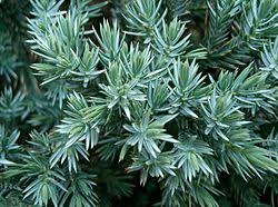 RedCrocus Blue Star Juniper - Juniperus squamata 'Blue Star' Live Plant, Dwarf Evergreen Conifer Shrub for Full Sun, Silver-Blue Foliage, Rock Garden or Container, Cold Hardy (Zones 4-8)  1 Quart Pot