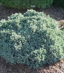RedCrocus Blue Star Juniper - Juniperus squamata 'Blue Star' Live Plant, Dwarf Evergreen Conifer Shrub for Full Sun, Silver-Blue Foliage, Rock Garden or Container, Cold Hardy (Zones 4-8)  1 Quart Pot