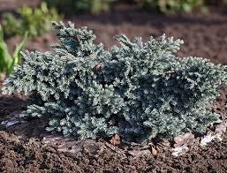 RedCrocus Blue Star Juniper - Juniperus squamata 'Blue Star' Live Plant, Dwarf Evergreen Conifer Shrub for Full Sun, Silver-Blue Foliage, Rock Garden or Container, Cold Hardy (Zones 4-8)  1 Quart Pot