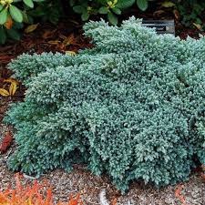 RedCrocus Blue Star Juniper - Juniperus squamata 'Blue Star' Live Plant, Dwarf Evergreen Conifer Shrub for Full Sun, Silver-Blue Foliage, Rock Garden or Container, Cold Hardy (Zones 4-8)  1 Quart Pot