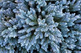 RedCrocus Blue Star Juniper - Juniperus squamata 'Blue Star' Live Plant, Dwarf Evergreen Conifer Shrub for Full Sun, Silver-Blue Foliage, Rock Garden or Container, Cold Hardy (Zones 4-8)  1 Quart Pot