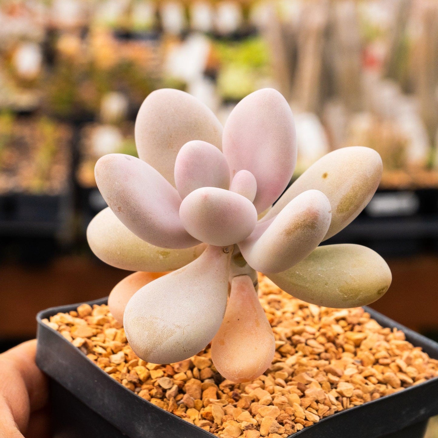 Dfd Succulent Graptopetalum Amethystinum - View 11 from www redcrocus com