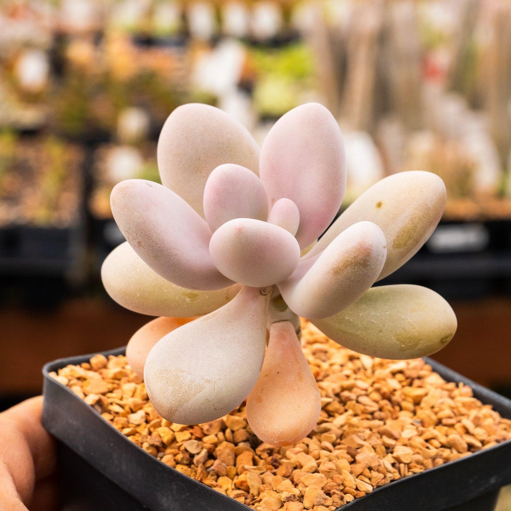 Dfd Succulent Graptopetalum Amethystinum - View 11 from www redcrocus com