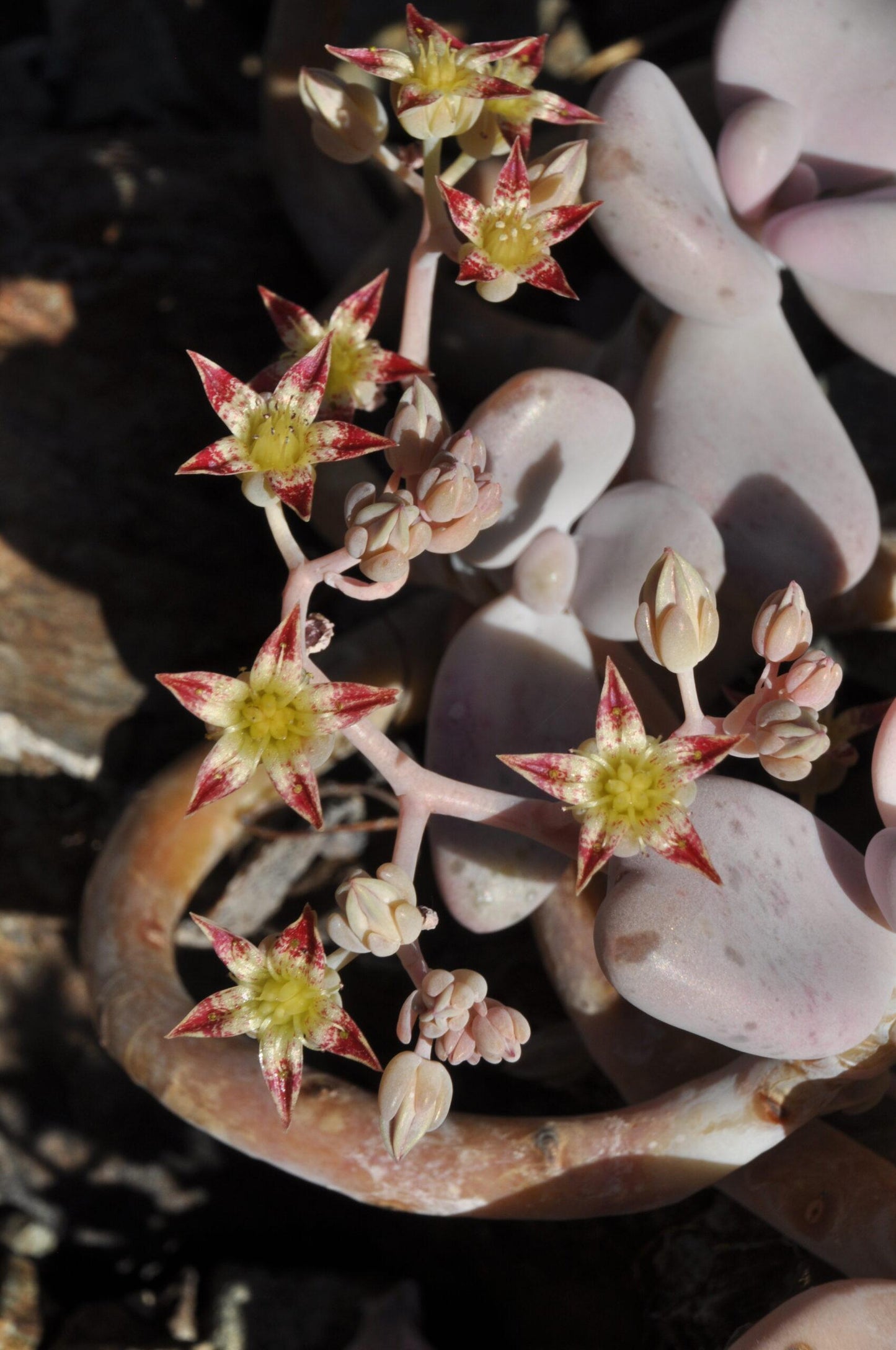 Dfd Succulent Graptopetalum Amethystinum - View 14 from www redcrocus com