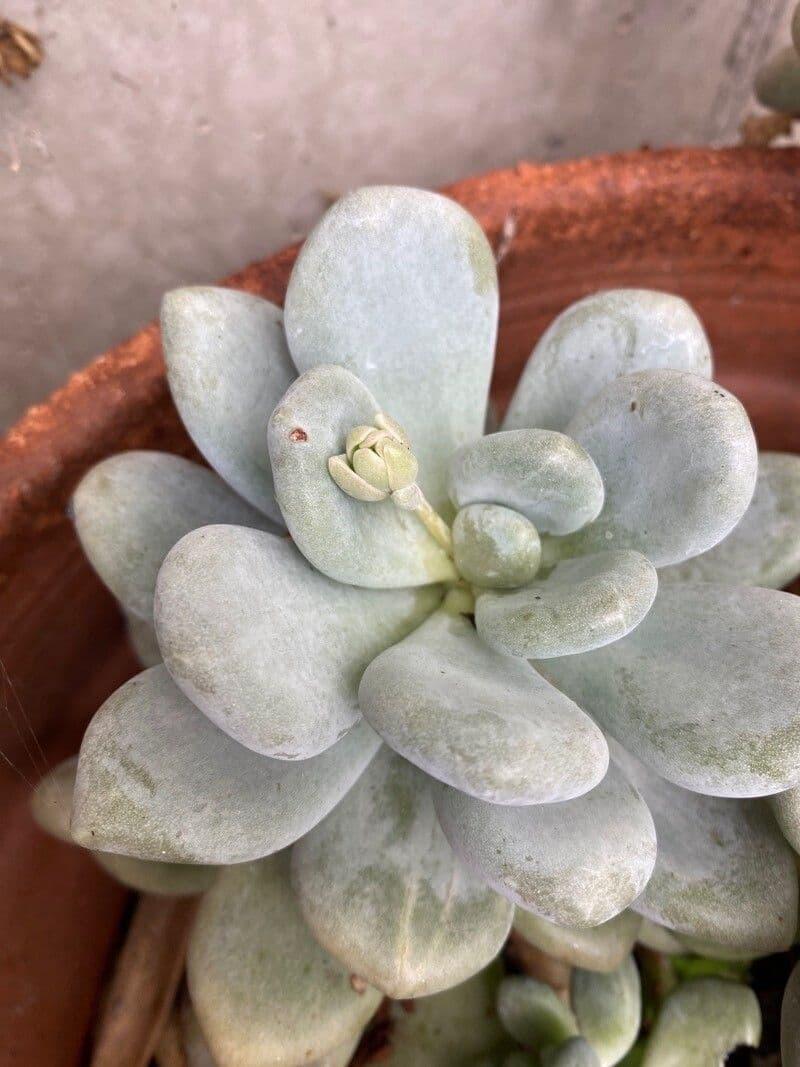 Dfd Succulent Graptopetalum Amethystinum - View 16 from www redcrocus com