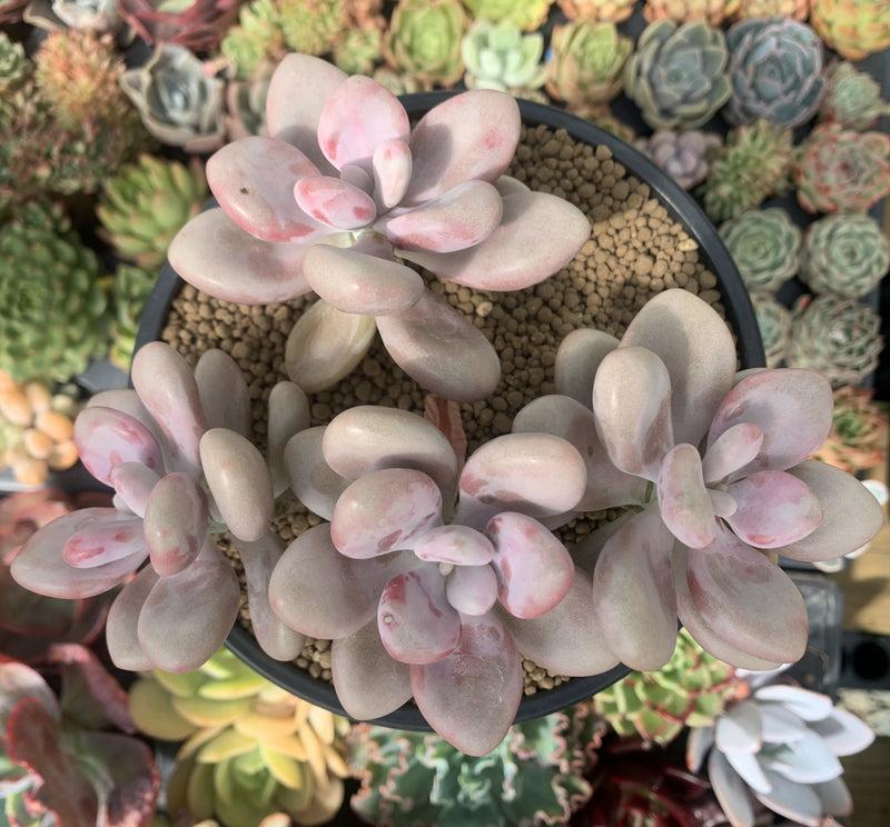 Dfd Succulent Graptopetalum Amethystinum - View 17 from www redcrocus com