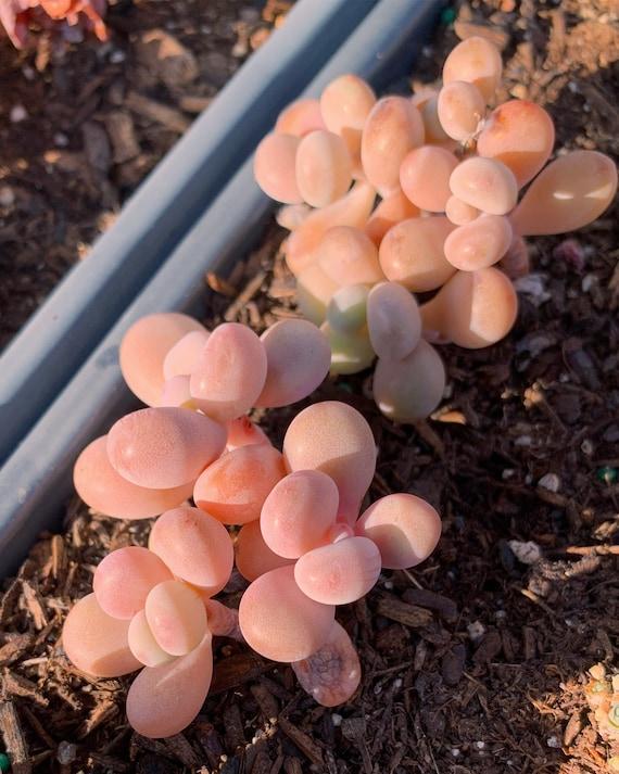 Dfd Succulent Graptopetalum Amethystinum - View 18 from www redcrocus com