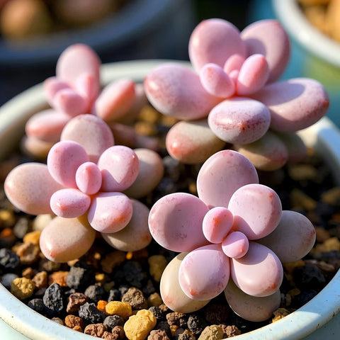 Dfd Succulent Graptopetalum Amethystinum - View 1 from www redcrocus com