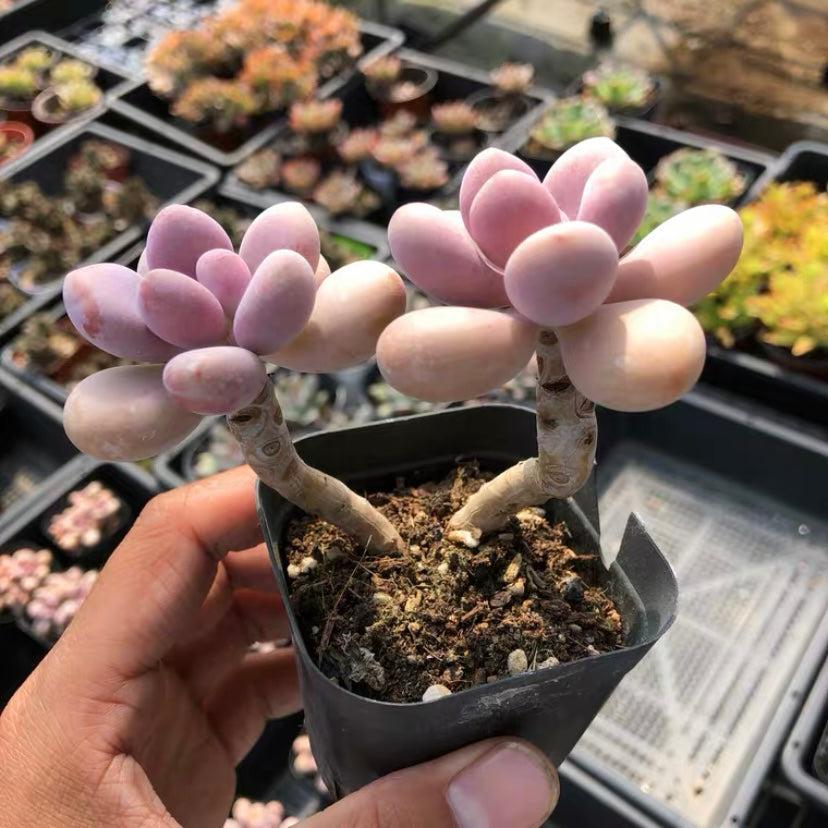 Dfd Succulent Graptopetalum Amethystinum - View 20 from www redcrocus com