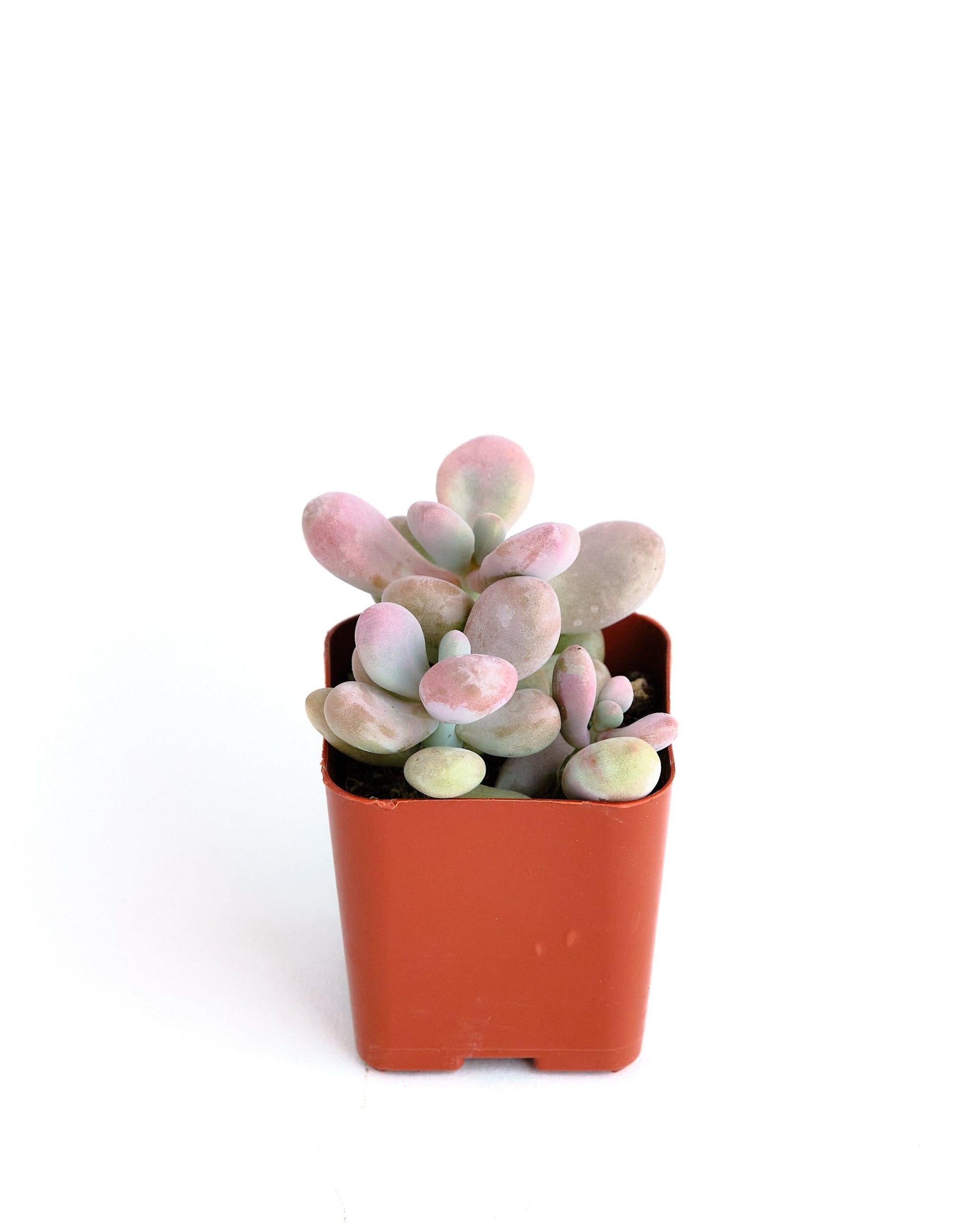 Dfd Succulent Graptopetalum Amethystinum - View 21 from www redcrocus com