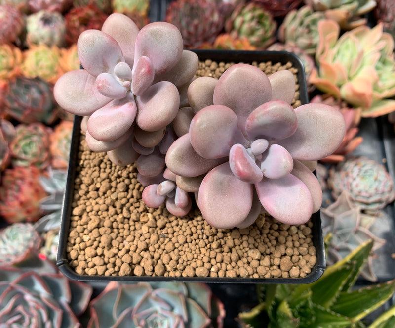 Dfd Succulent Graptopetalum Amethystinum - View 22 from www redcrocus com