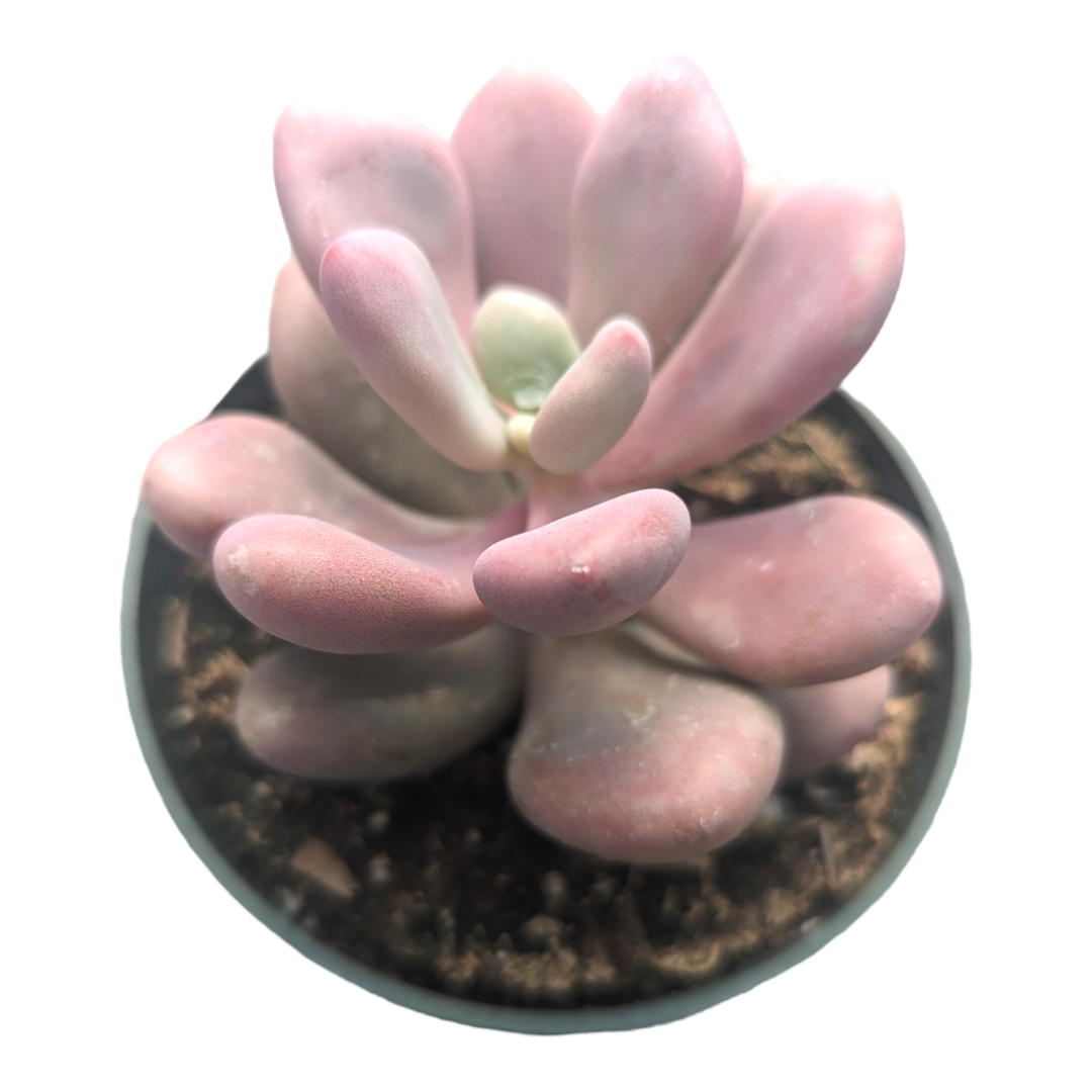 Dfd Succulent Graptopetalum Amethystinum - View 24 from www redcrocus com