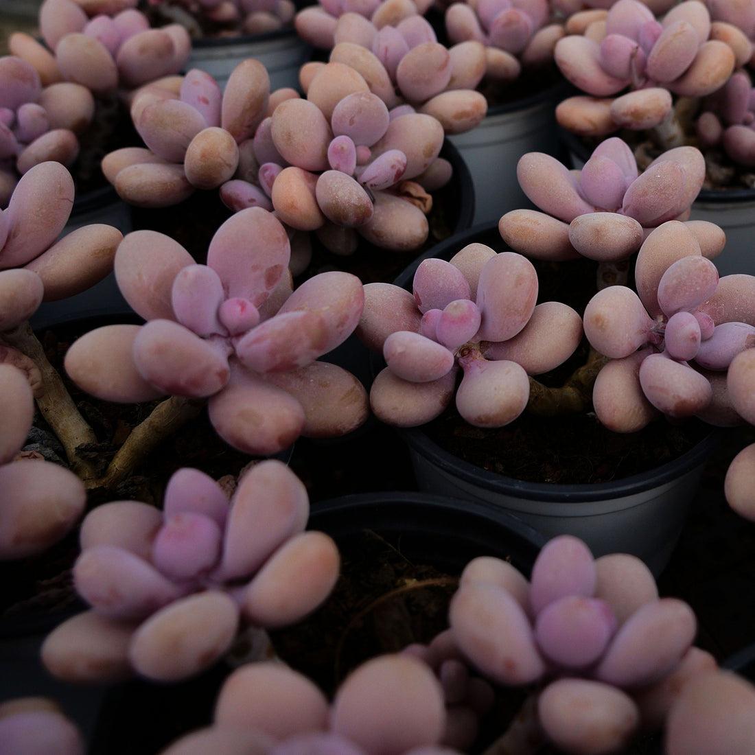 Dfd Succulent Graptopetalum Amethystinum - View 26 from www redcrocus com