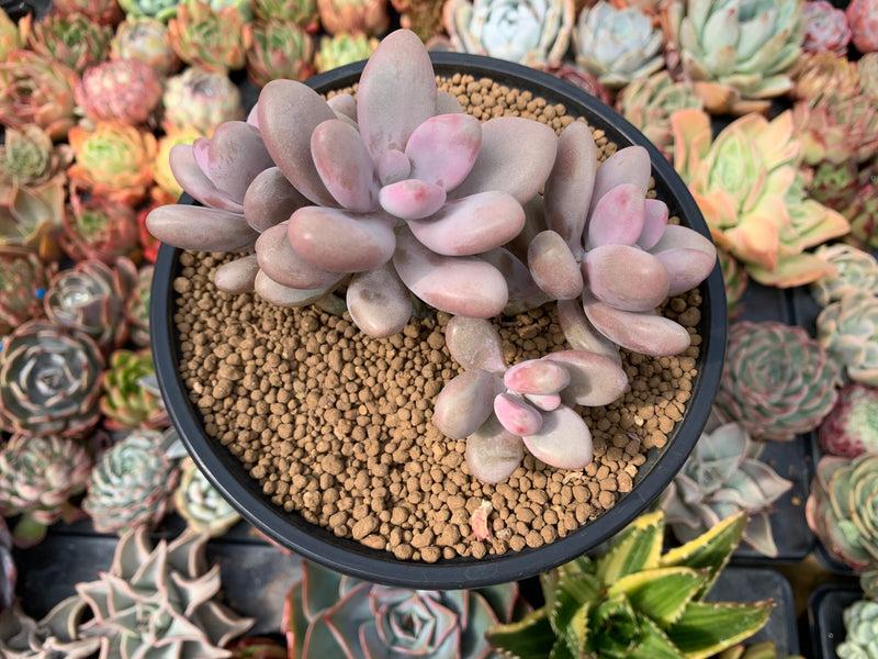 Dfd Succulent Graptopetalum Amethystinum - View 27 from www redcrocus com