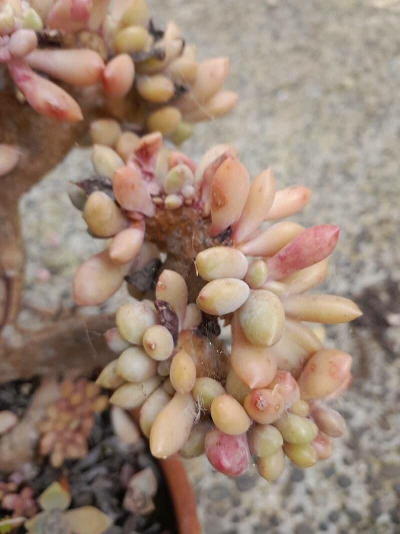 Dfd Succulent Graptopetalum Amethystinum - View 28 from www redcrocus com