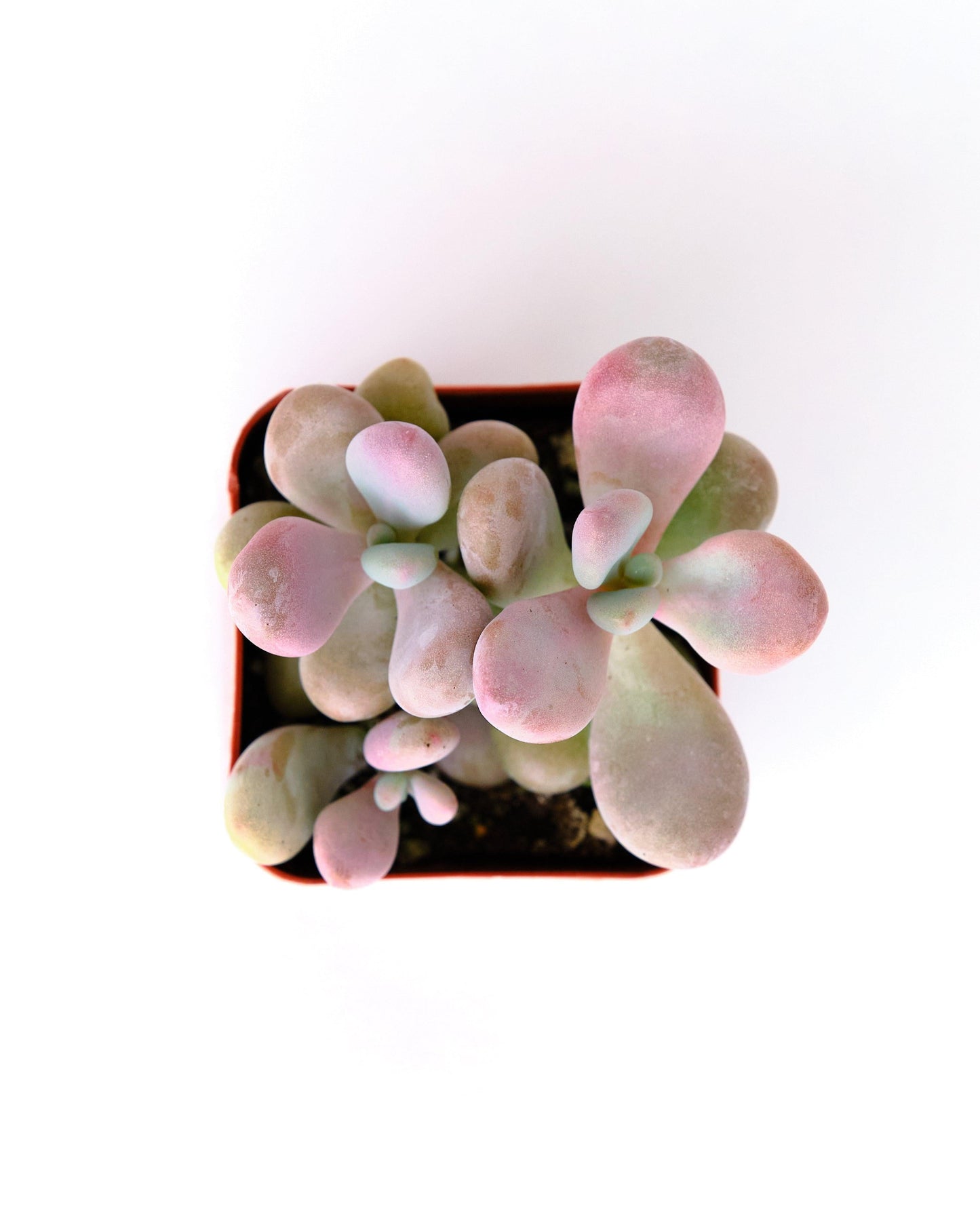 Dfd Succulent Graptopetalum Amethystinum - View 30 from www redcrocus com