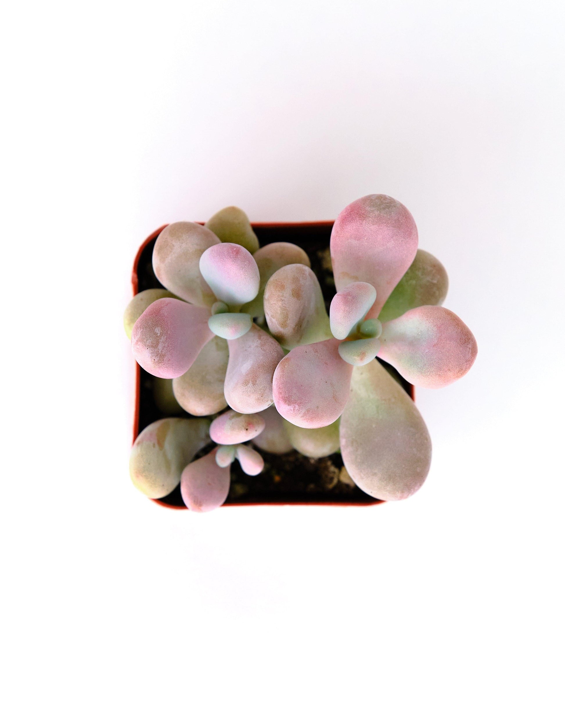 Dfd Succulent Graptopetalum Amethystinum - View 30 from www redcrocus com