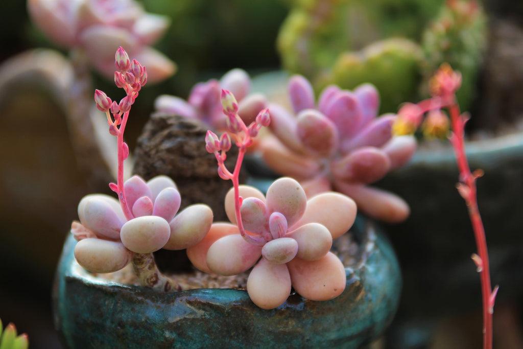 Dfd Succulent Graptopetalum Amethystinum - View 31 from www redcrocus com