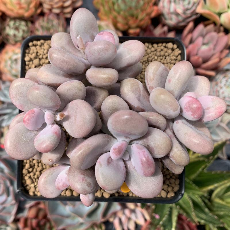 Dfd Succulent Graptopetalum Amethystinum - View 32 from www redcrocus com