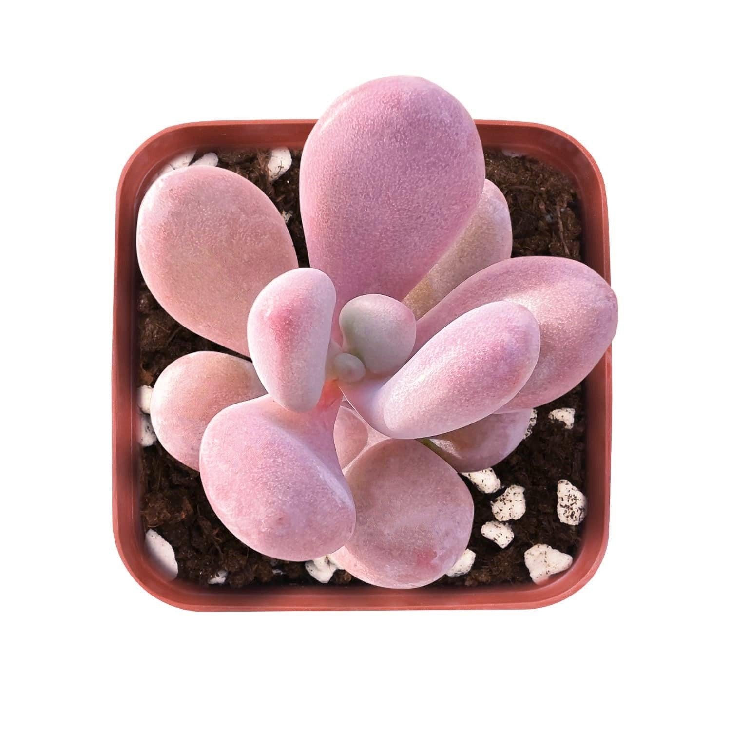 Dfd Succulent Graptopetalum Amethystinum - View 33 from www redcrocus com