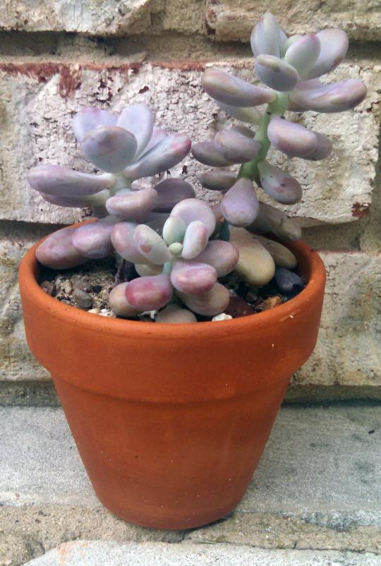Dfd Succulent Graptopetalum Amethystinum - View 34 from www redcrocus com