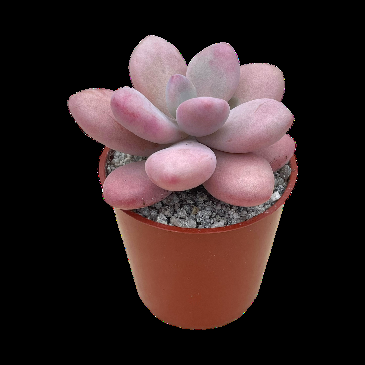Dfd Succulent Graptopetalum Amethystinum - View 35 from www redcrocus com