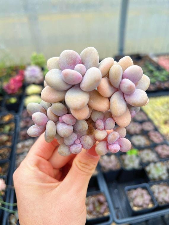 Dfd Succulent Graptopetalum Amethystinum - View 3 from www redcrocus com