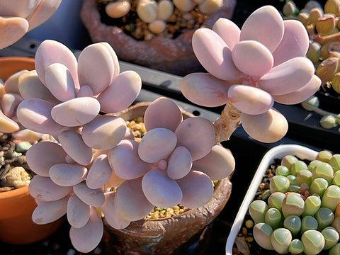 Dfd Succulent Graptopetalum Amethystinum - View 5 from www redcrocus com