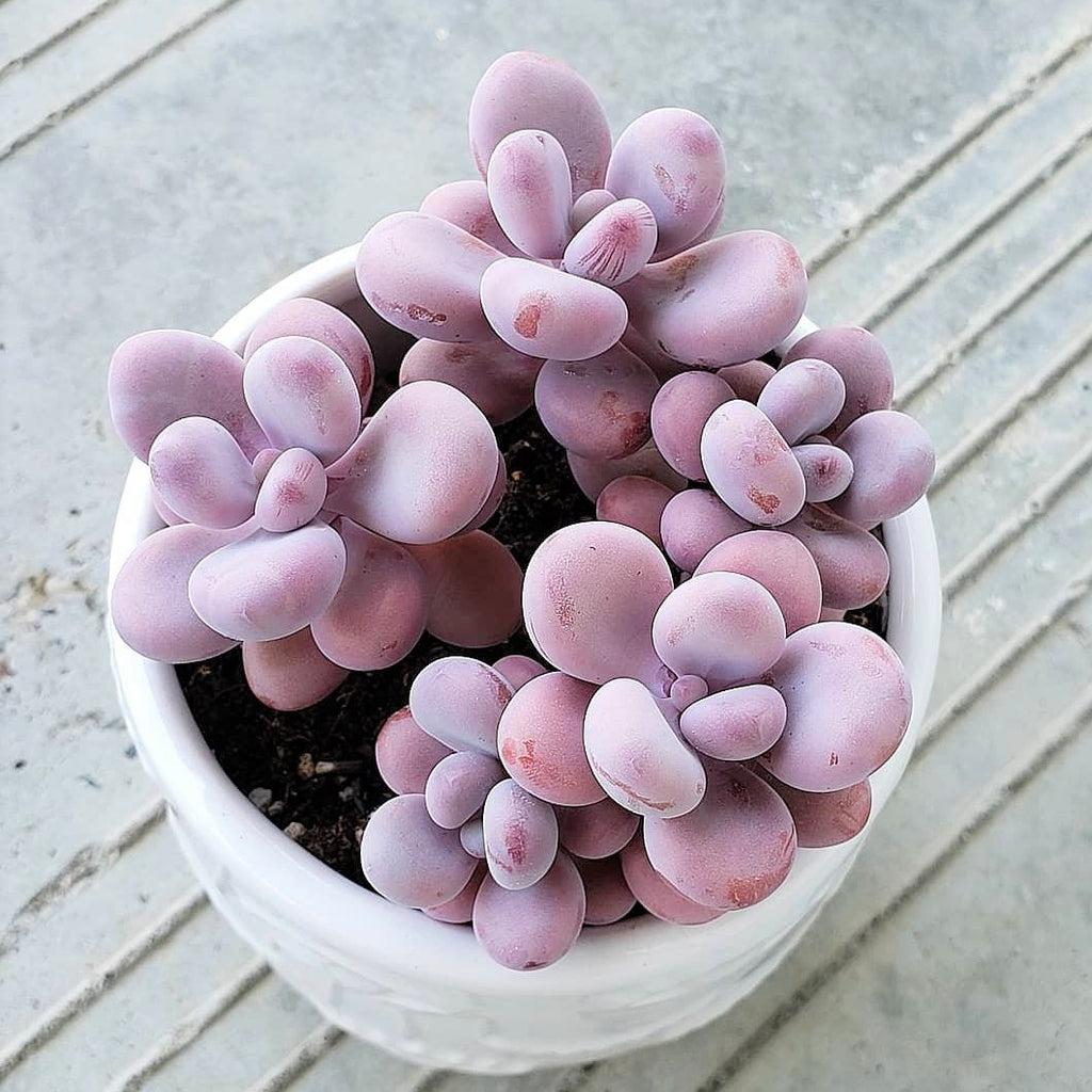 Dfd Succulent Graptopetalum Amethystinum - View 6 from www redcrocus com