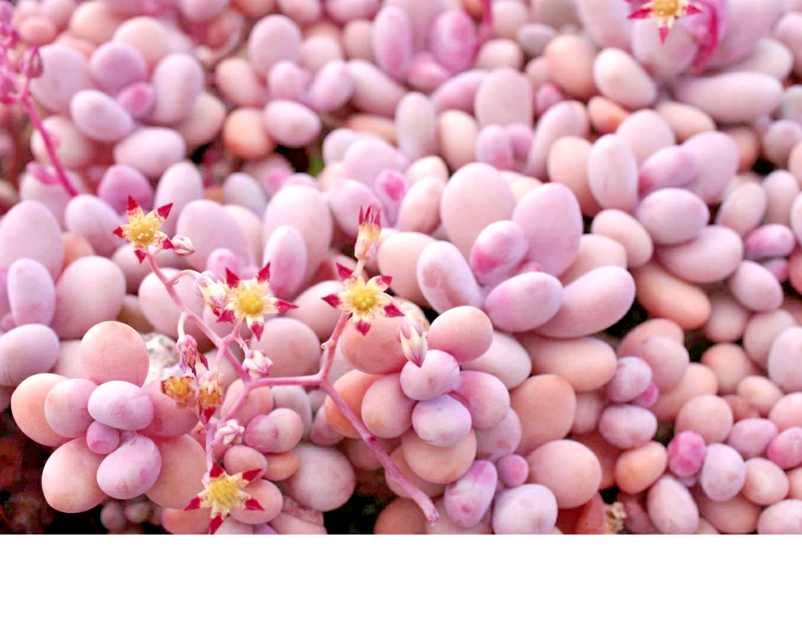 Dfd Succulent Graptopetalum Amethystinum - View 7 from www redcrocus com