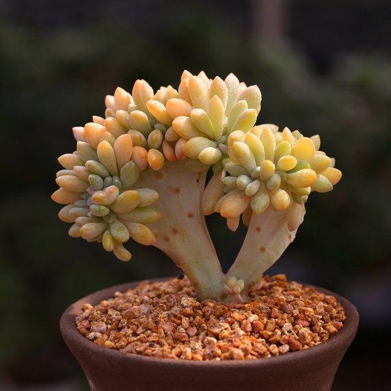 Dfd Succulent Graptopetalum Amethystinum - View 8 from www redcrocus com
