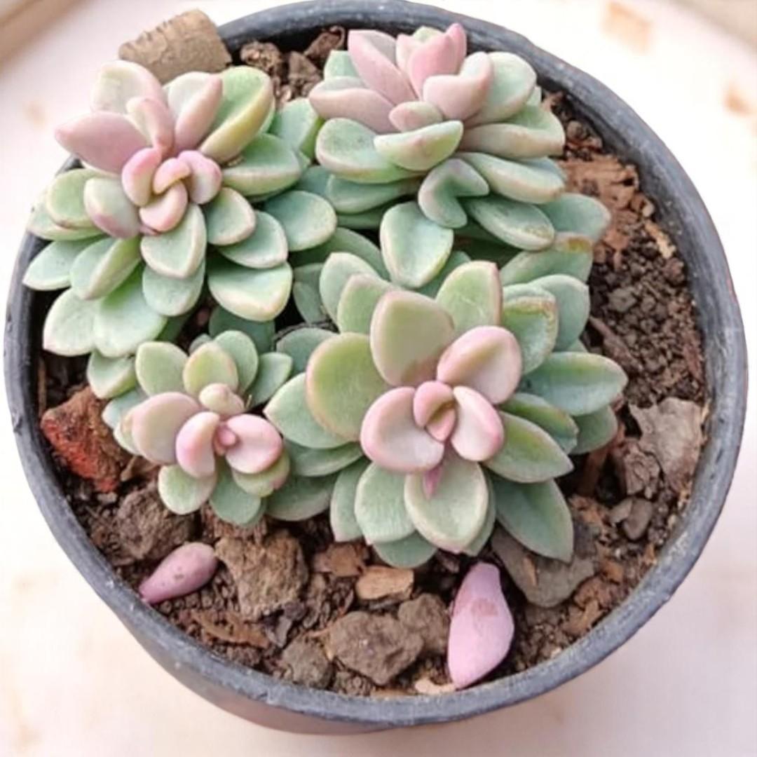 Dfd Succulent Graptopetalum Amethystinum - View 9 from www redcrocus com