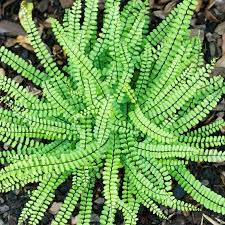 RedCrocus Fern-Wart | Asplenium trichomanes | Low-Maintenance Indoor Shade Plant  10" Pot