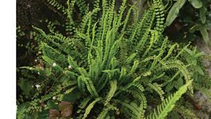 RedCrocus Fern-Wart | Asplenium trichomanes | Low-Maintenance Indoor Shade Plant  10" Pot