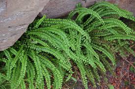 RedCrocus Fern-Wart | Asplenium trichomanes | Low-Maintenance Indoor Shade Plant  10" Pot