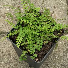 RedCrocus Fern-Wart | Asplenium trichomanes | Low-Maintenance Indoor Shade Plant  10" Pot